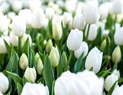 Placemat Bílé tulipány