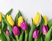 Placemat Jarní tulipány